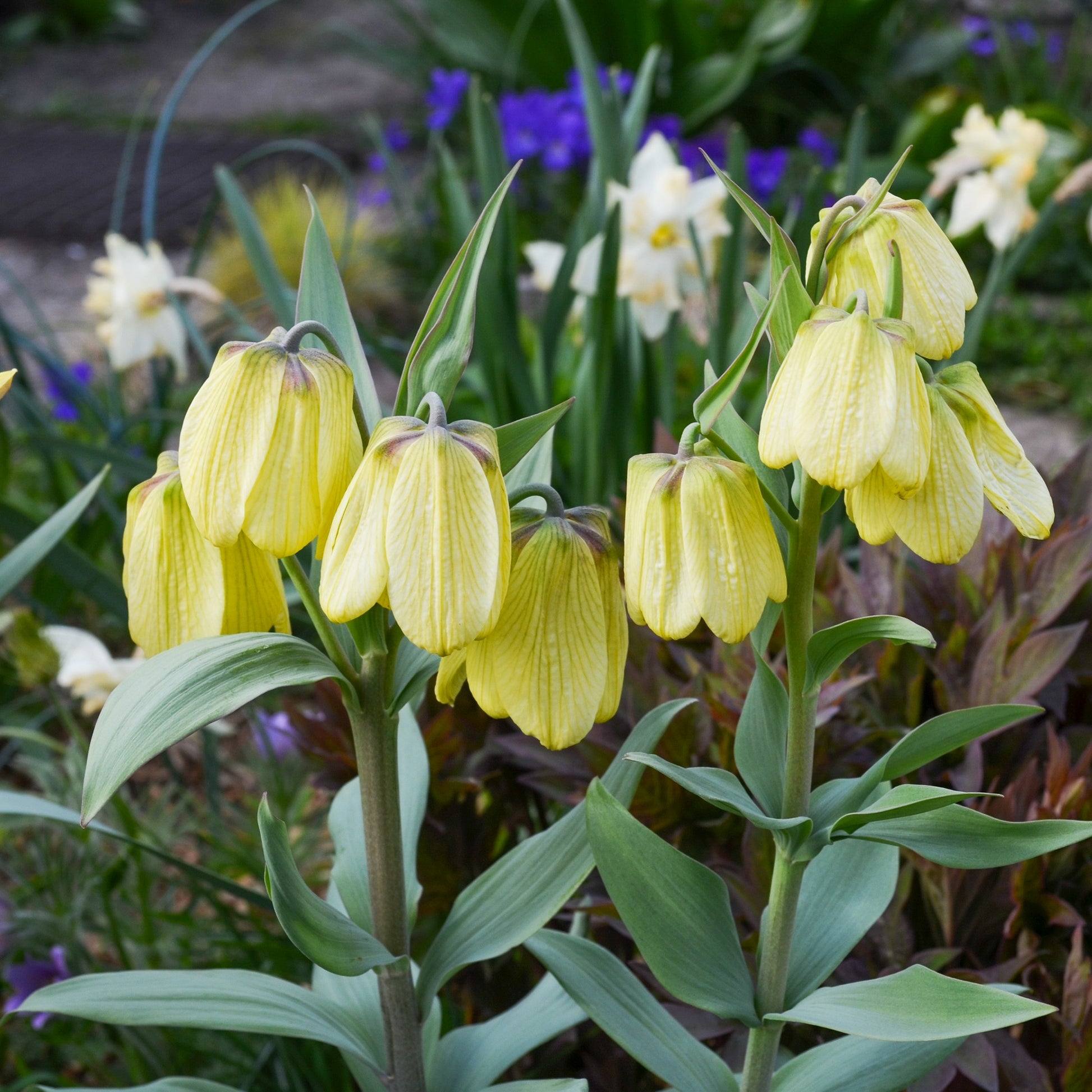 Blassblütige Kugellauch - Fritillaria pallidiflora - Blumenzwiebeln