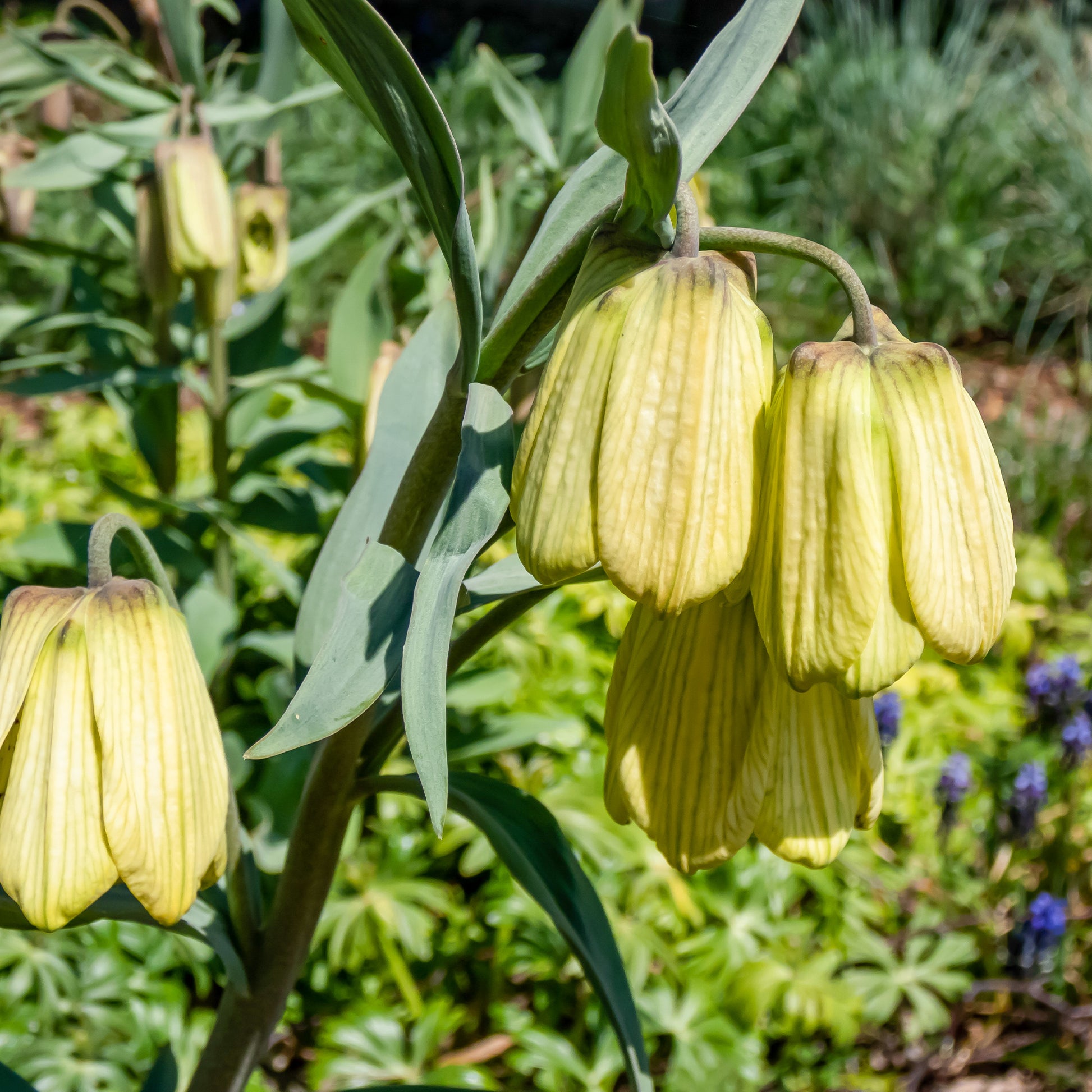 Blassblütige Kugellauch - Fritillaria pallidiflora - Blumenzwiebeln