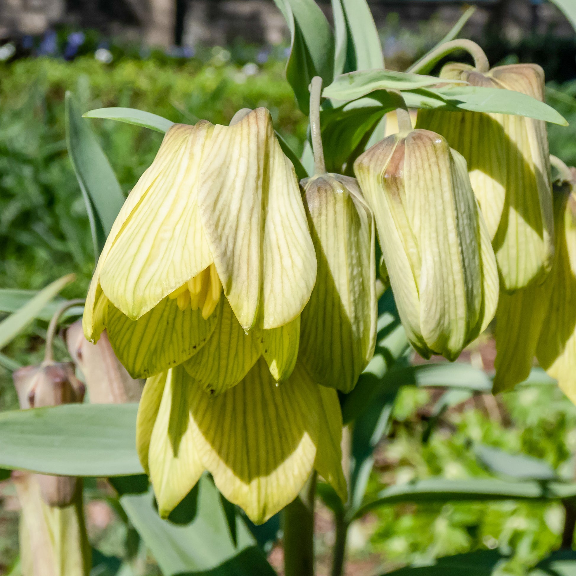 Blassblütige Kugellauch - Fritillaria pallidiflora - Blumenzwiebeln