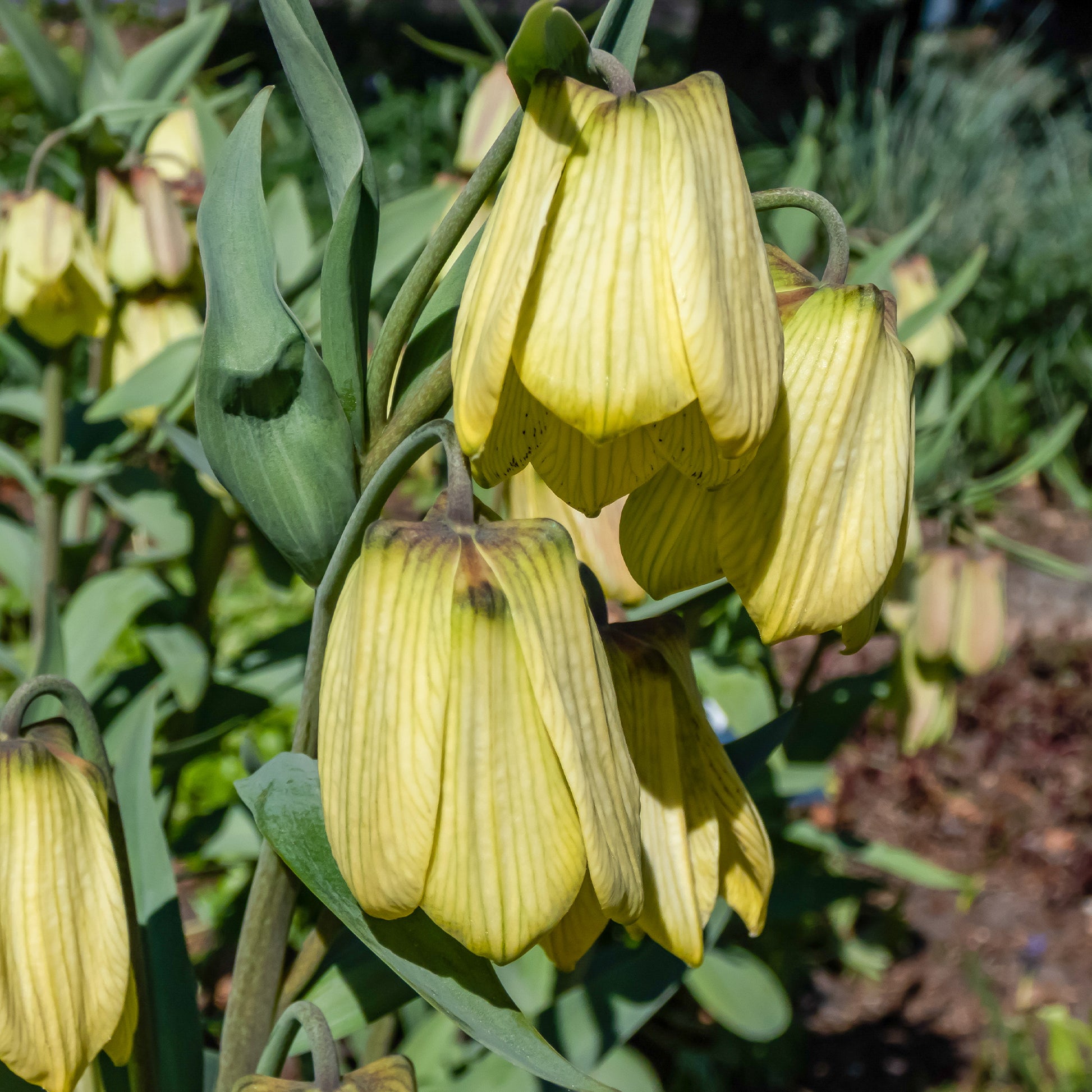 Blassblütige Kugellauch - Fritillaria pallidiflora - Blumenzwiebeln