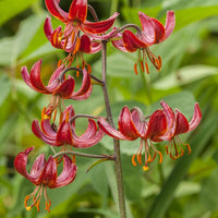 Lilie - Claude Shride - Lilium 'claude shride' - Blumenzwiebeln