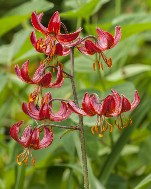 Lilie - Claude Shride - Lilium 'claude shride' - Blumenzwiebeln