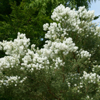 Australischer Teebaum - Melaleuca alternifolia - Bakker