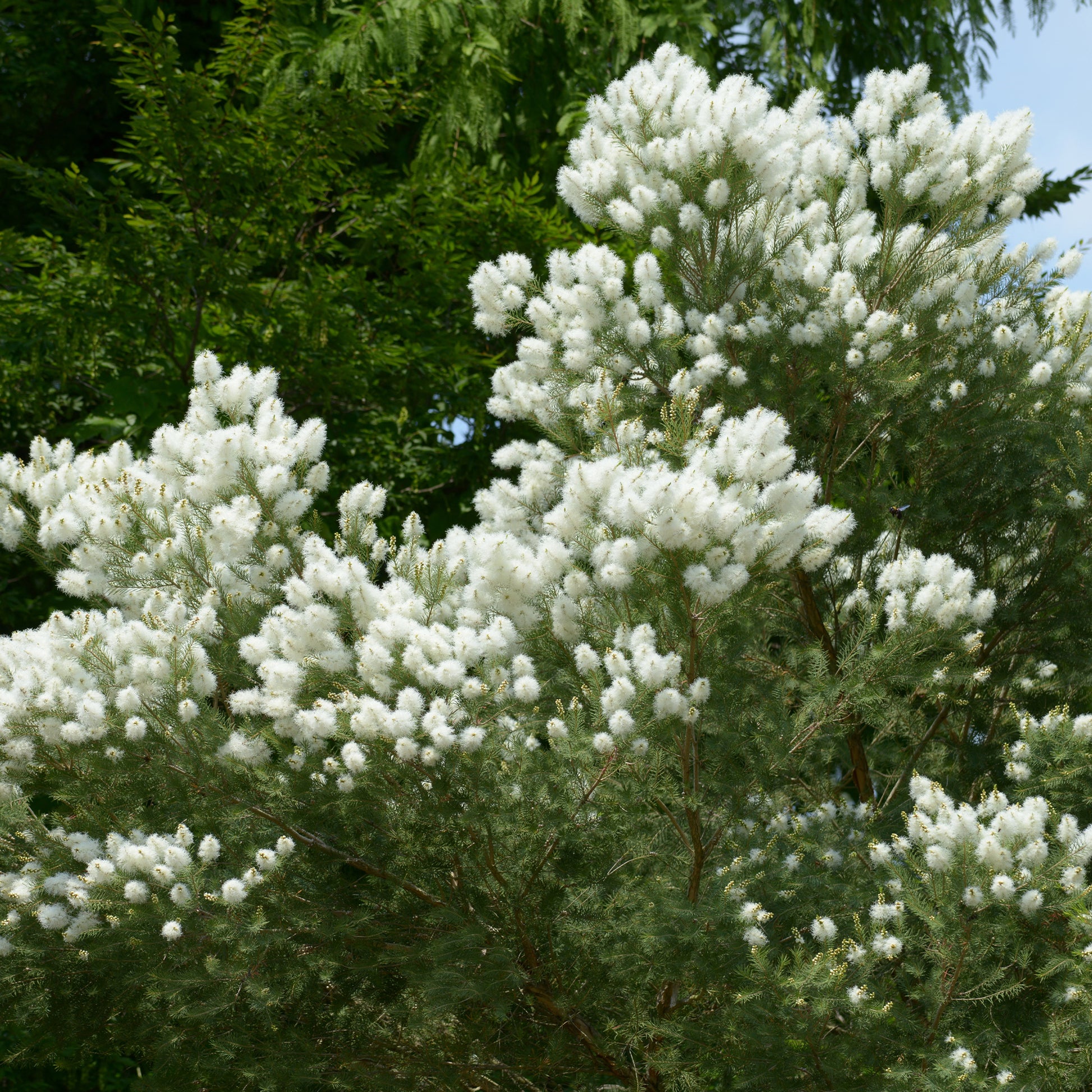 Australischer Teebaum - Melaleuca alternifolia - Gartenpflanzen