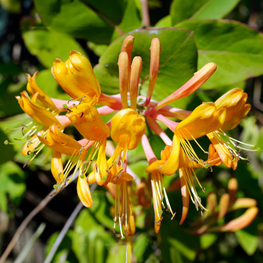 Geißblatt 'Copper Beauty'