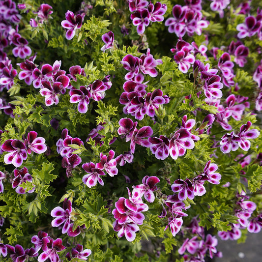 Geranie 'Mosquitaway Eva' (x3) - Pelargonium 'mosquitaway eva' - Terrasse balkon