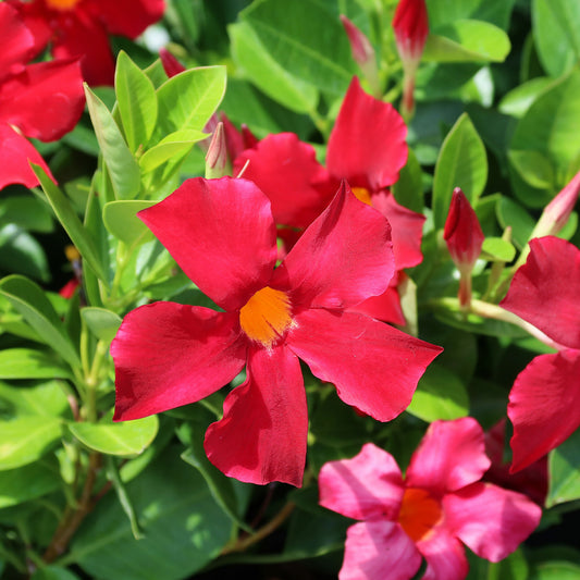 Dipladenie rot - Bakker