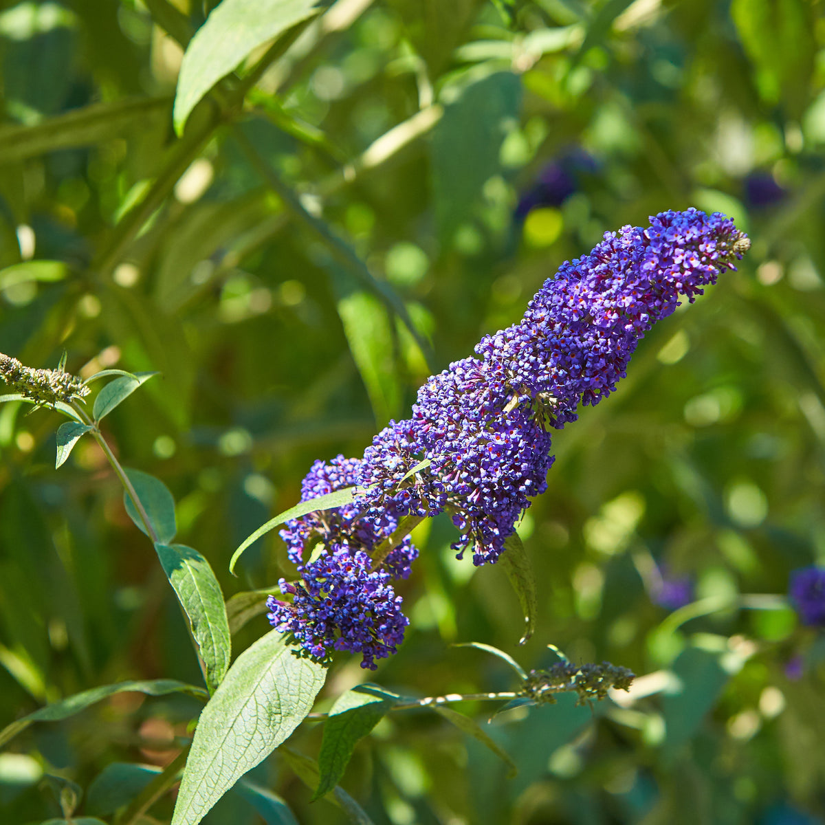 Schmetterlingsstrauch - Buddleja - Schmetterlingsstrauch-Kollektion ‘Royal Red’, ‘White Profusion’, ‘Empire Blue’ - Buddleja davidii Royal Red, White Profusion, Empire Blue