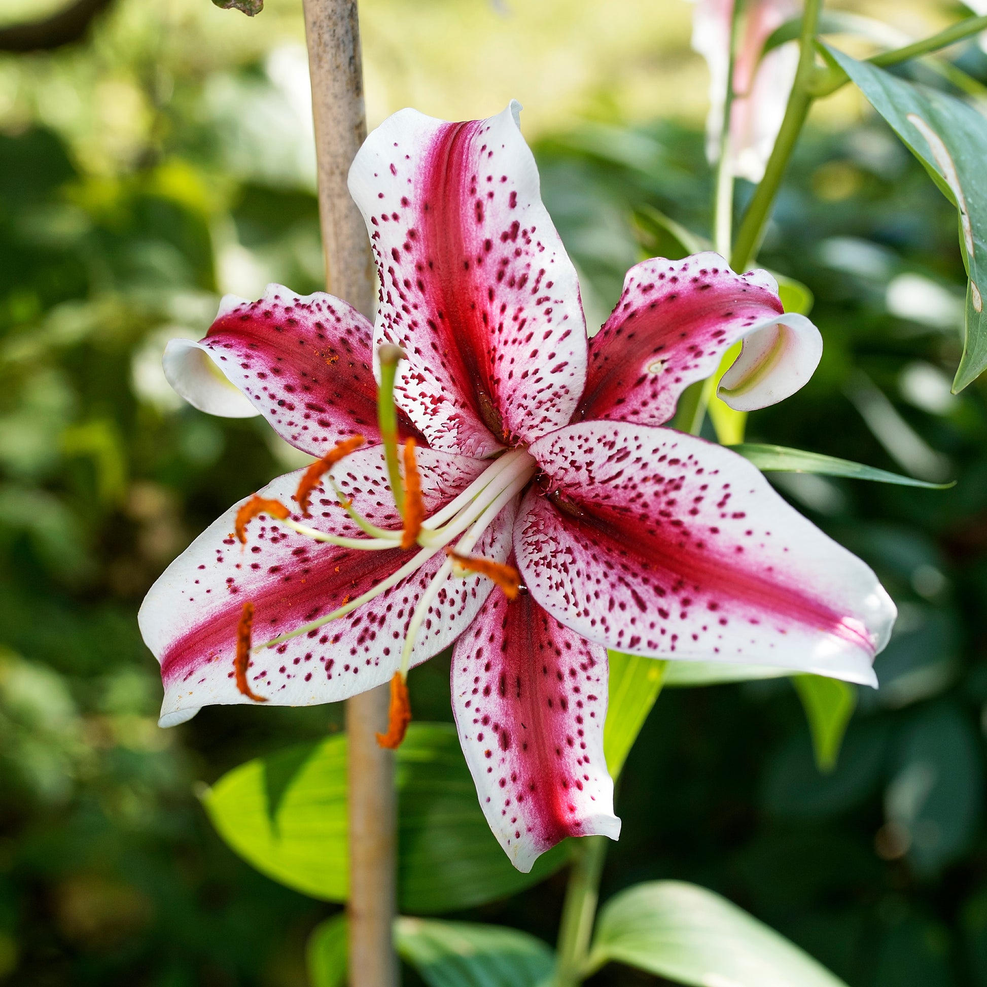 Orientalische Lilie 'Star Gazer' - Lilium Star Gazer - Bakker