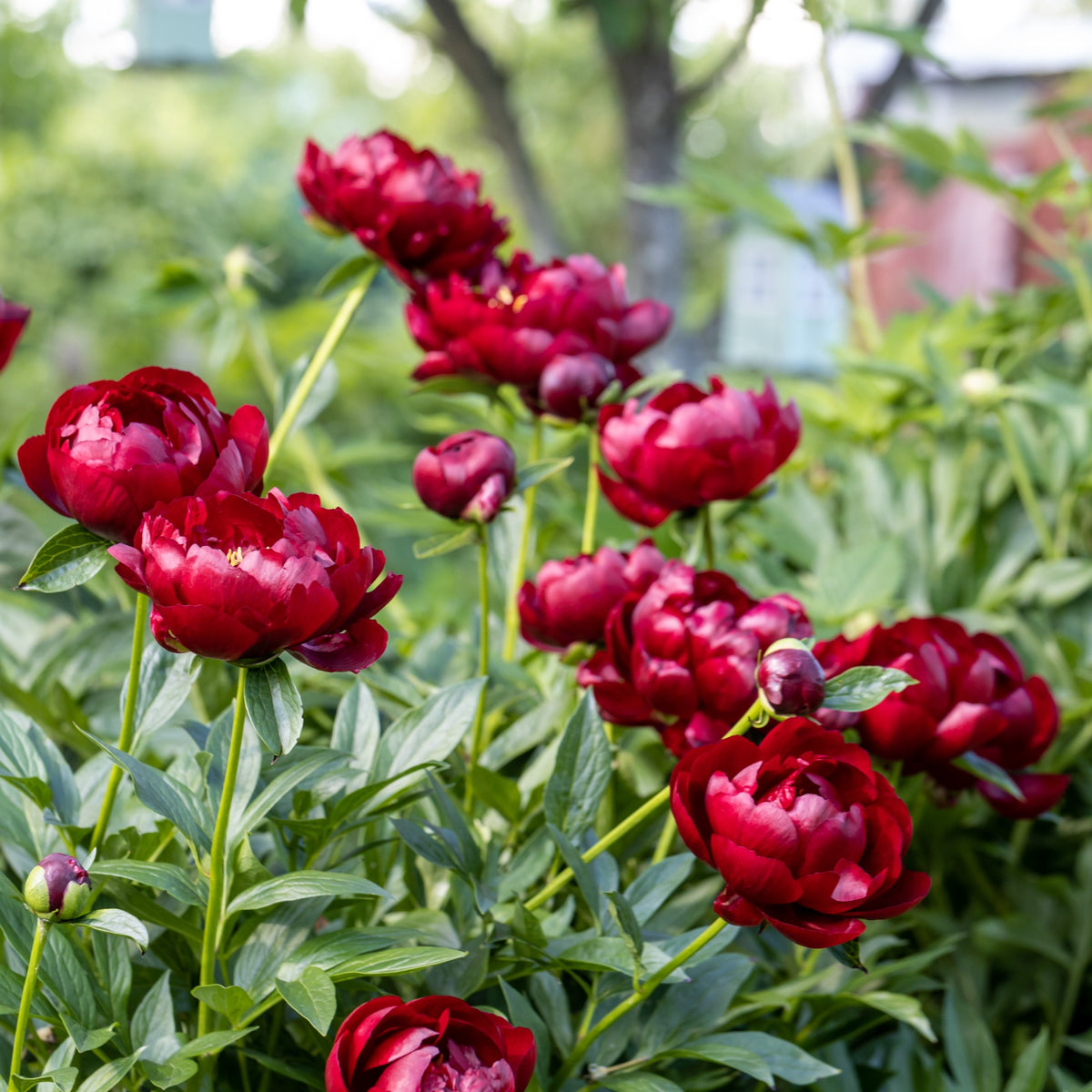 Pfingstrose 'Bella' - Paeonia lactiflora 'bella' - Bakker