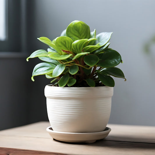 Krokodilstränen Peperomia obtusifolia - Bakker