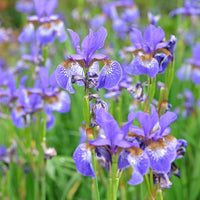 Iris versicolor - Amerikanische Schwertlilie - Alle Teichpflanzen