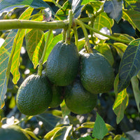 Avocadobaum Bacon - Persea americana var. Bacon (De greffe) - Bakker