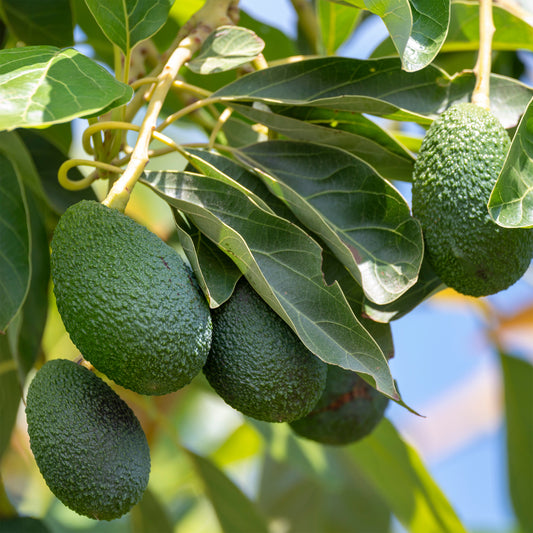Avocadobaum Bacon - Bakker