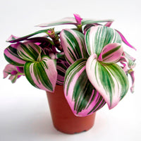 Tradescantia ‘Nanouk’ weiß blühend