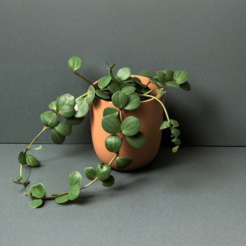 Runde-Blättrige Peperomia Hope - Bakker