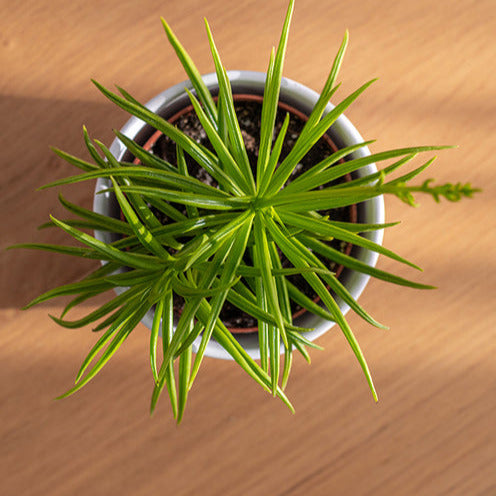 Barberton-Gänseblümchen - Bakker