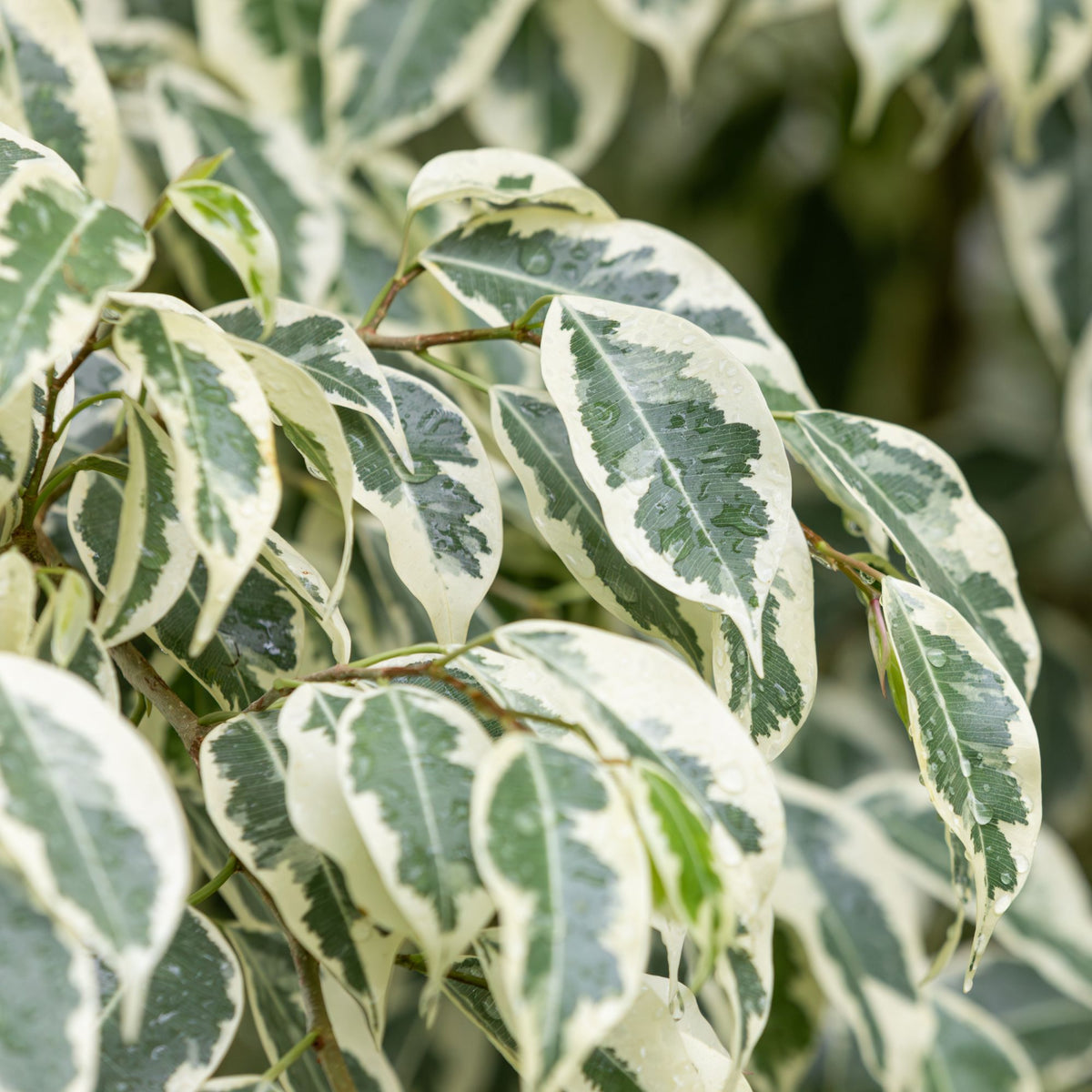 Birkenfeige 'Twilight' - Ficus benjamina Twilight - Bakker
