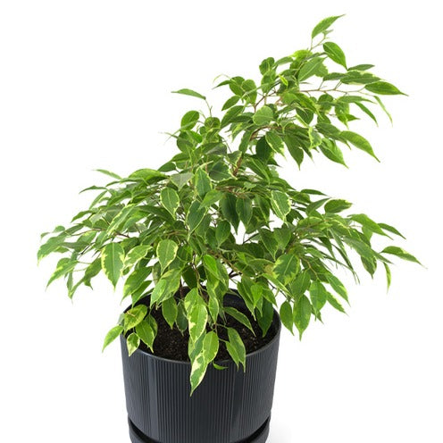Ficus benjamina Anastasia - Birkenfeige 'Anastasia' - Ficus