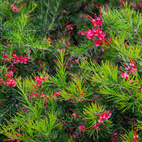 Grevillea juniperina - Bakker