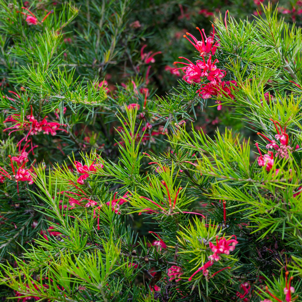 Grevillea juniperina - Grevillea juniperina