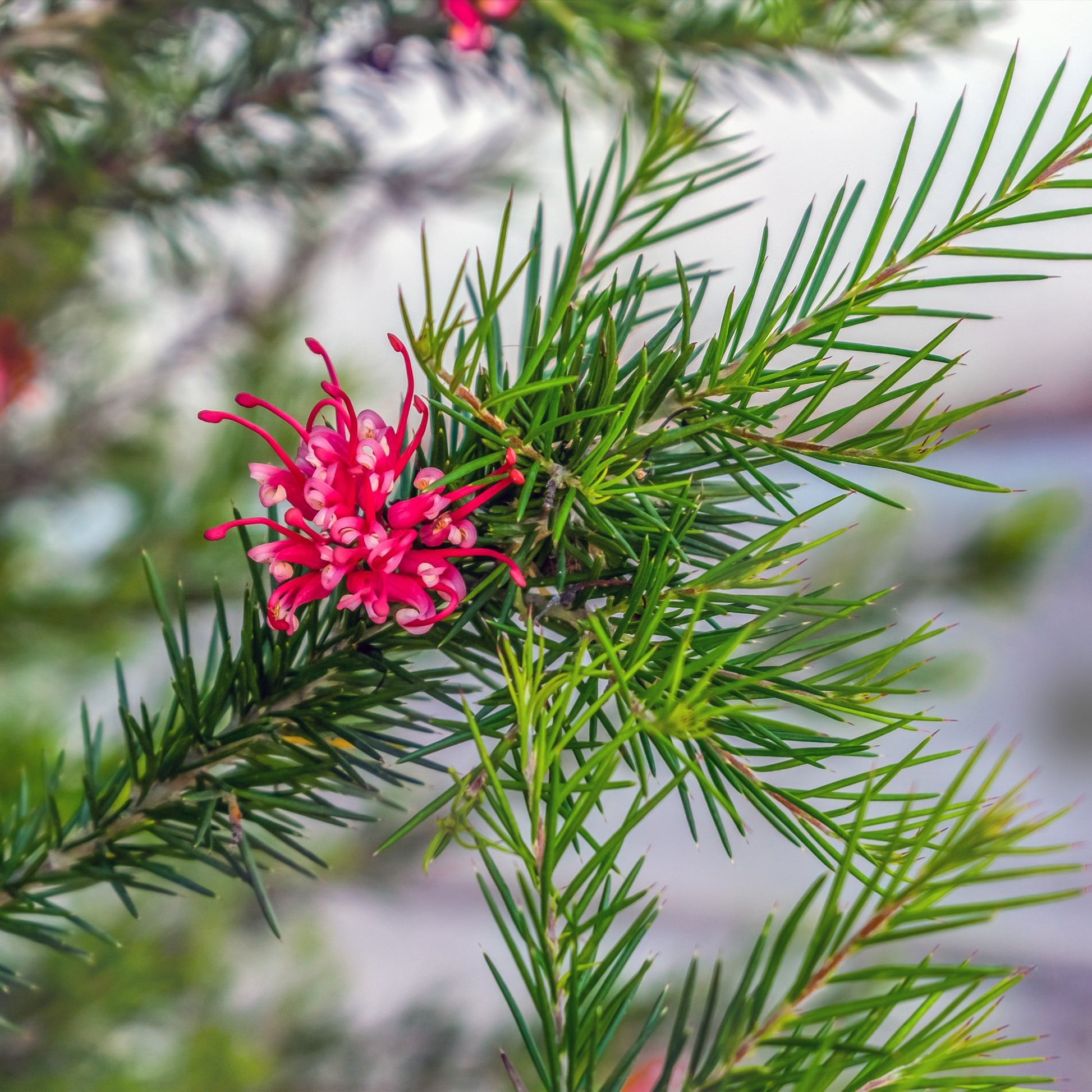 Verkauf Grevillea juniperina