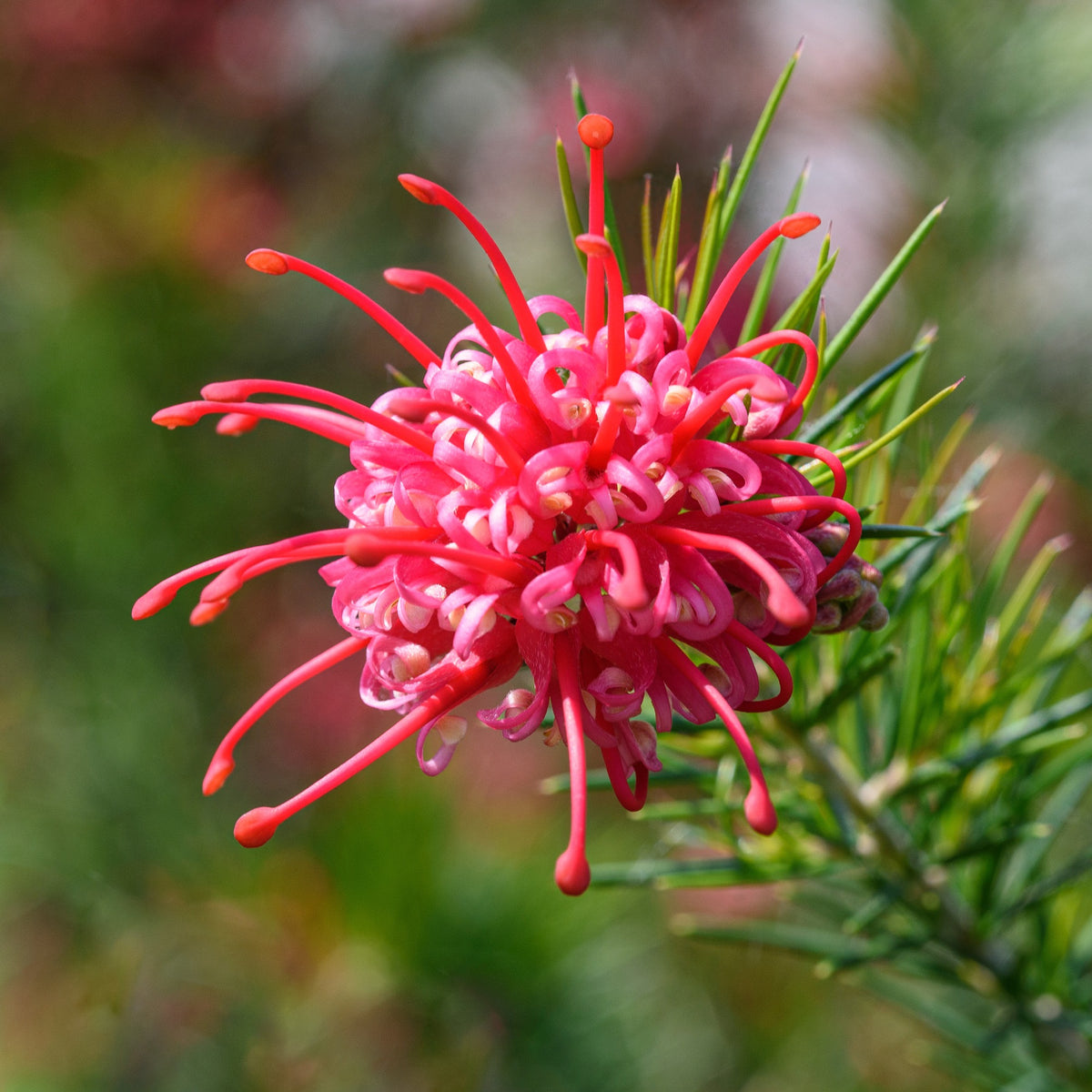 Verkauf Grevillea juniperina - Grevillea juniperina