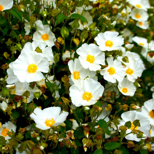 Cistus des Corbières