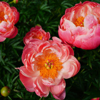 Pfingstrose Coral Charm - Paeonia lactiflora Coral Charm - Bakker