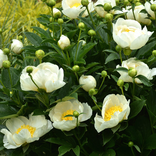 Pfingstrose Jan Van Leeuwen - Bakker