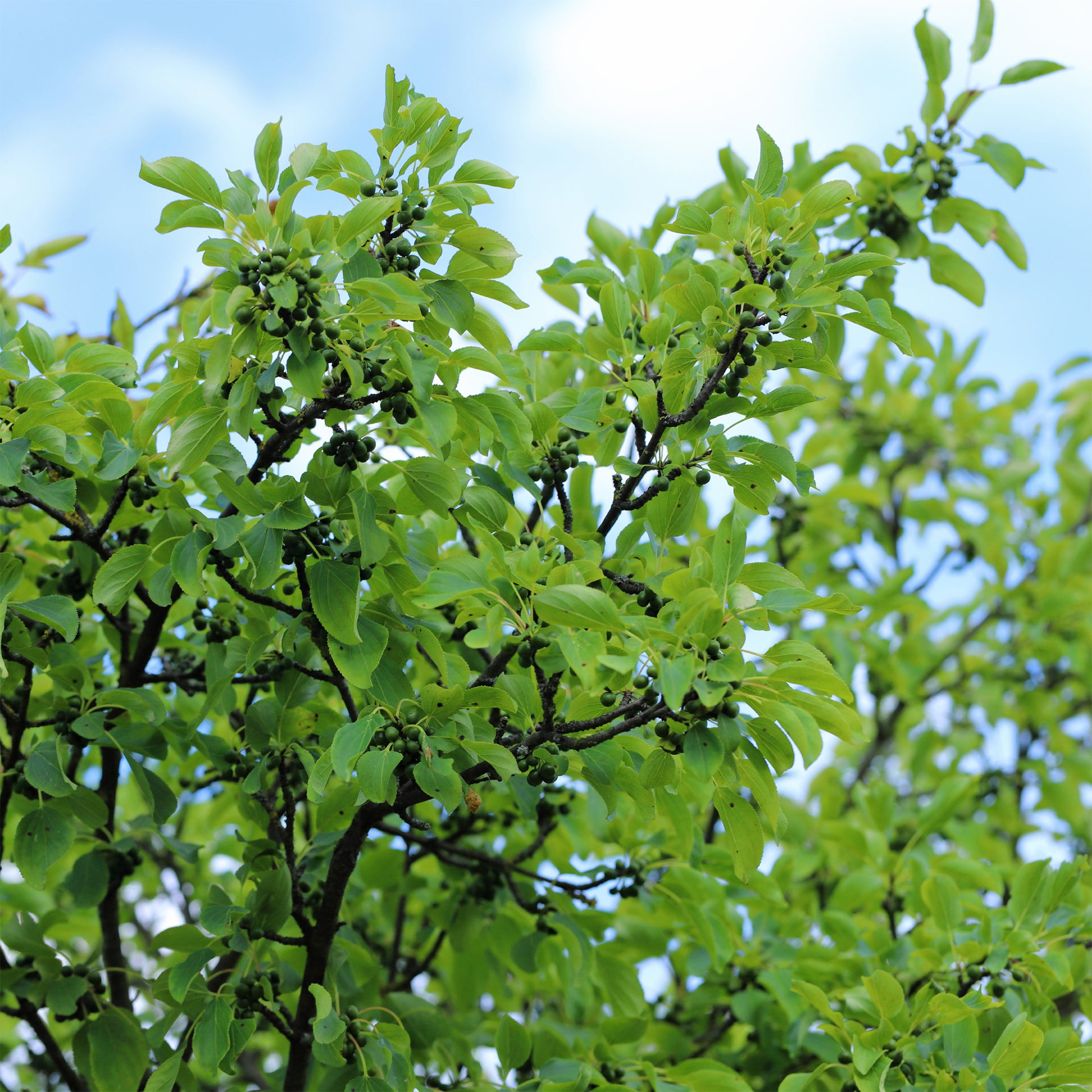 Stechender Kreuzdorn - Rhamnus cathartica - Bakker