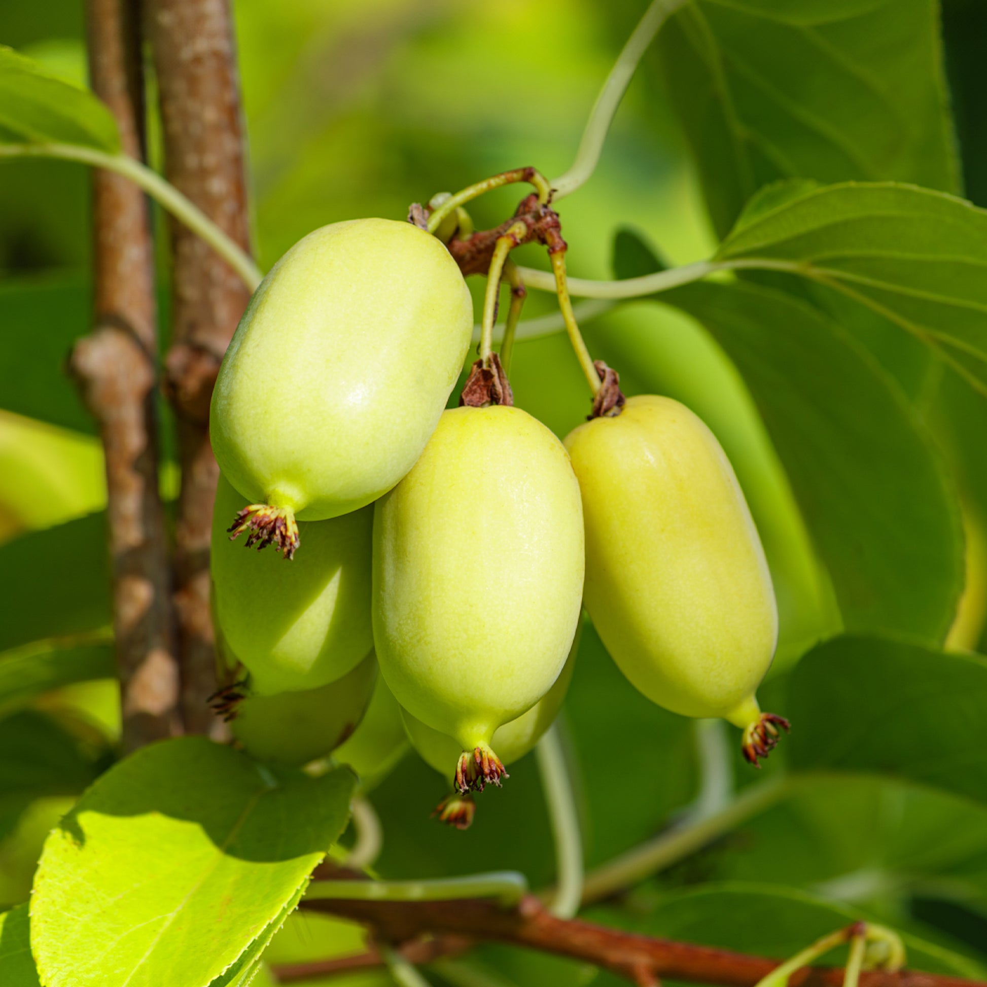 Buntlaubige Zierkiwi - Actinidia kolomikta | Bakker.com Buntlaubige Zierkiwi - Actinidia kolomikta | Bakker.com