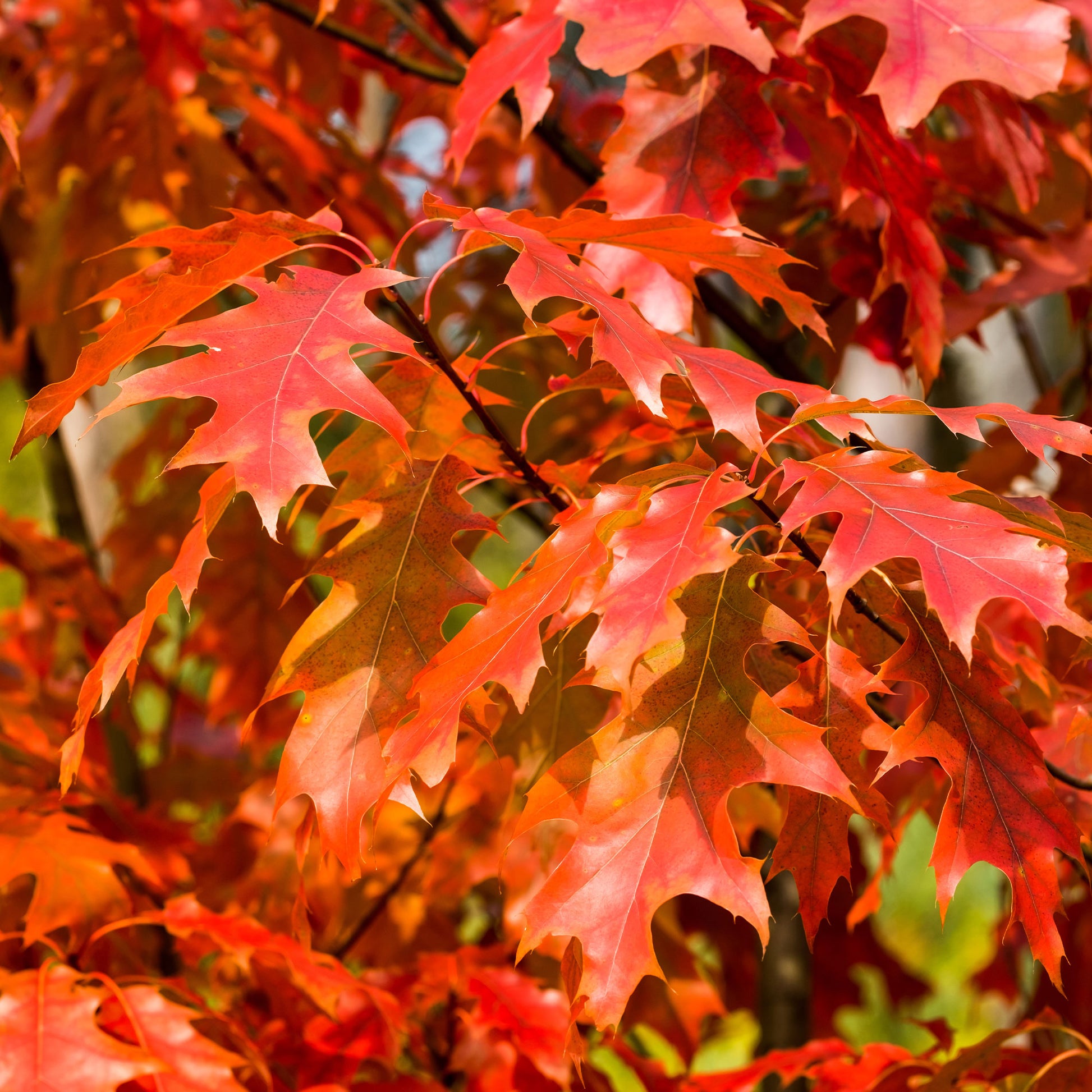 Amerikanische Roteiche - Quercus rubra - Bakker