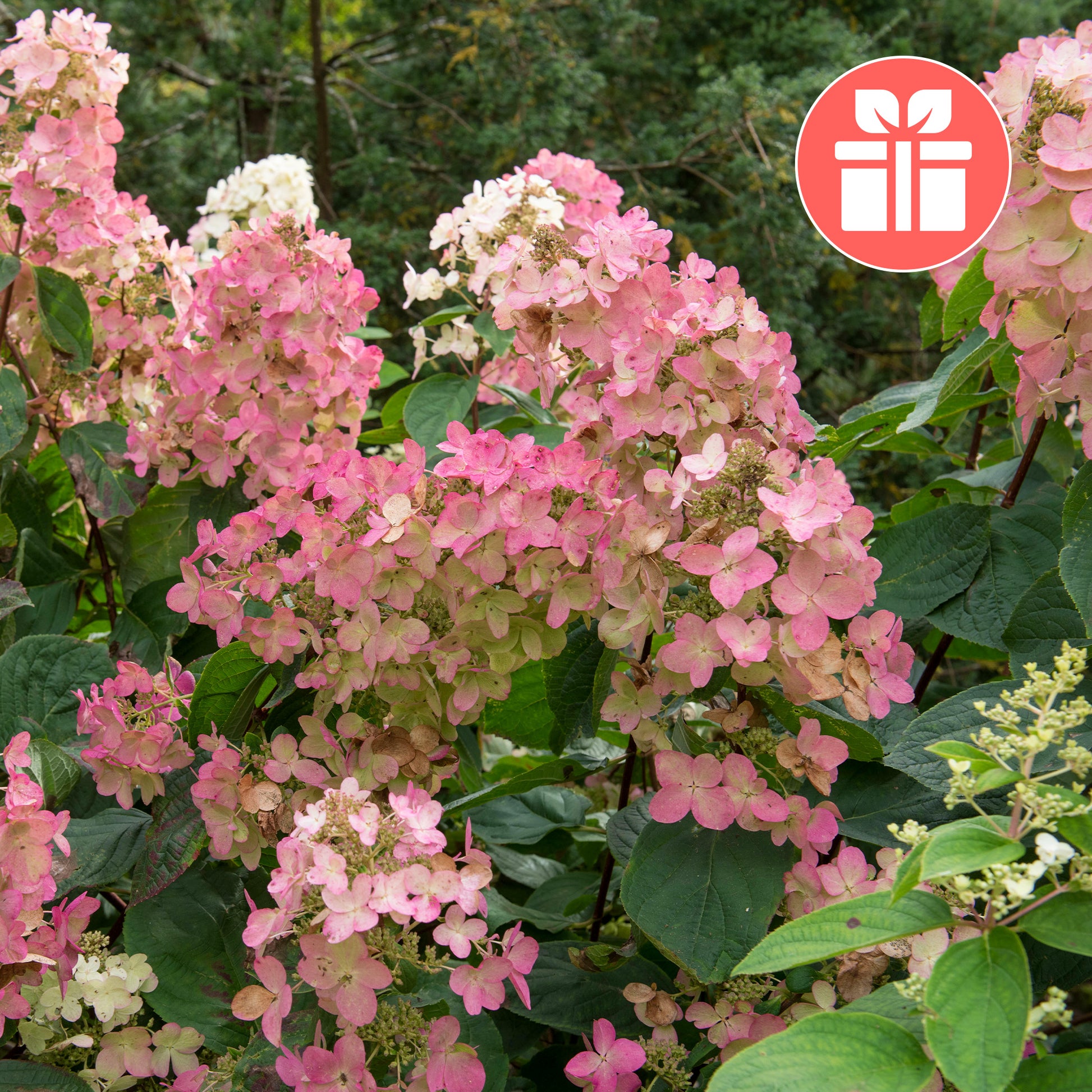 Eine Hortensie Pink Diamond als Geschenk - Bakker
