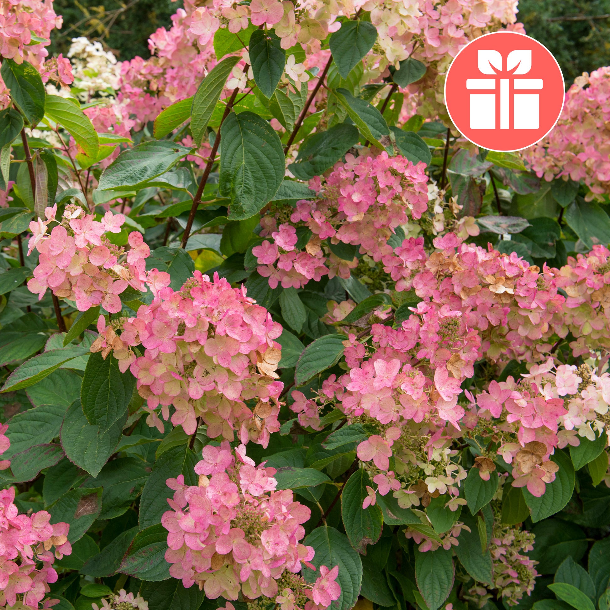 Hydrangea Pink Diamond - Eine Hortensie Pink Diamond als Geschenk - Jardins