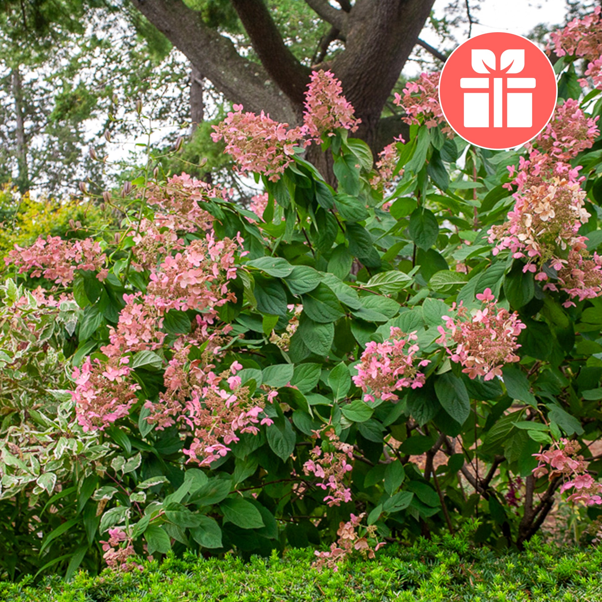 Eine Hortensie Pink Diamond als Geschenk - Hydrangea Pink Diamond - Bakker