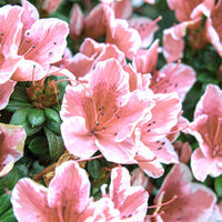 Rhododendron Encore® Sunburst - Azalee Encore®  Sunburst - Azaleen