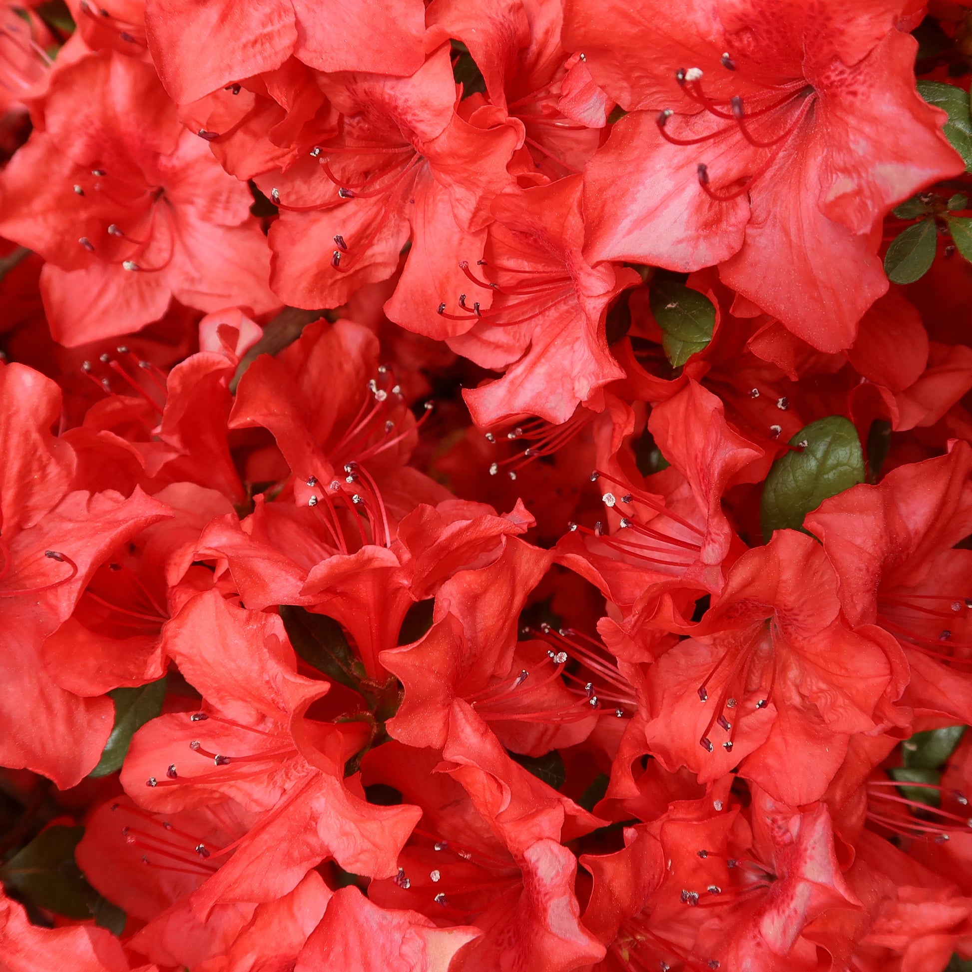 Azalea japonica Orange Surprise - Japanische Azalee Orange Surprise - Azaleen
