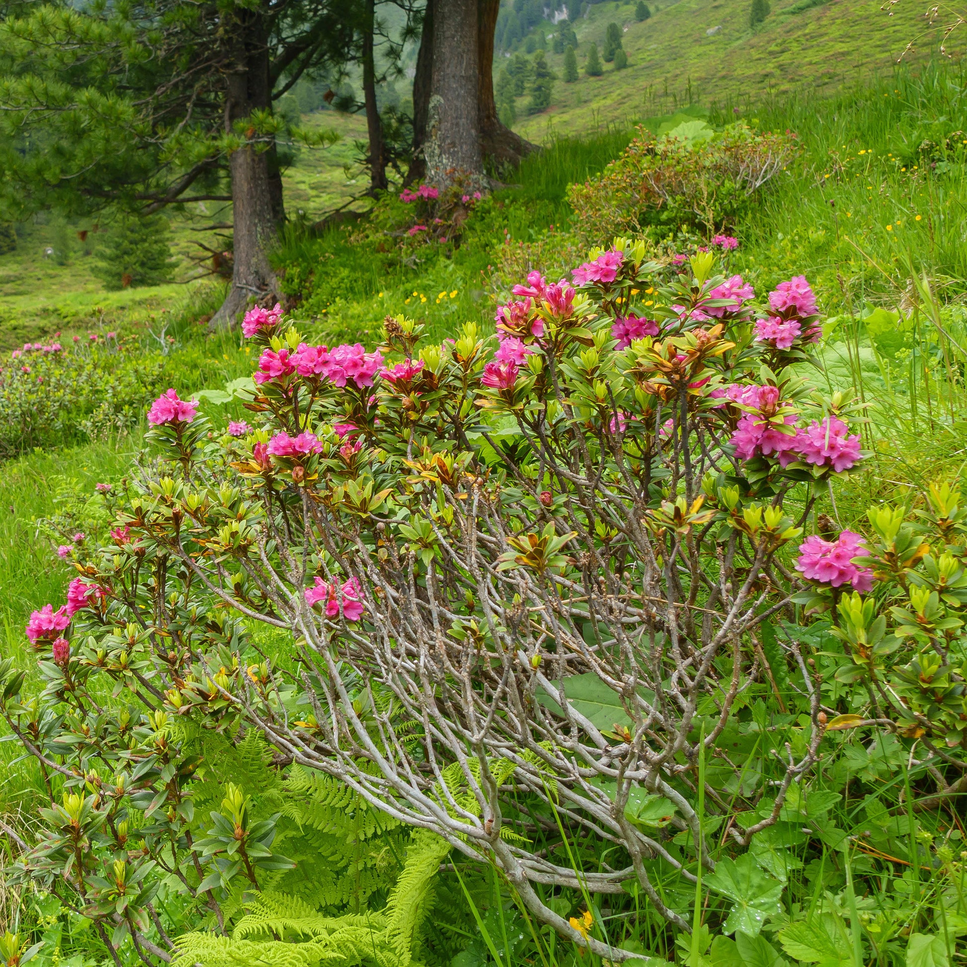 Japanische Azalee  Lilac Surprise - Azalea japonica Lilac Surprise - Bakker