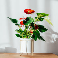 Rote Flamingoblume / Anthurium red - Bakker
