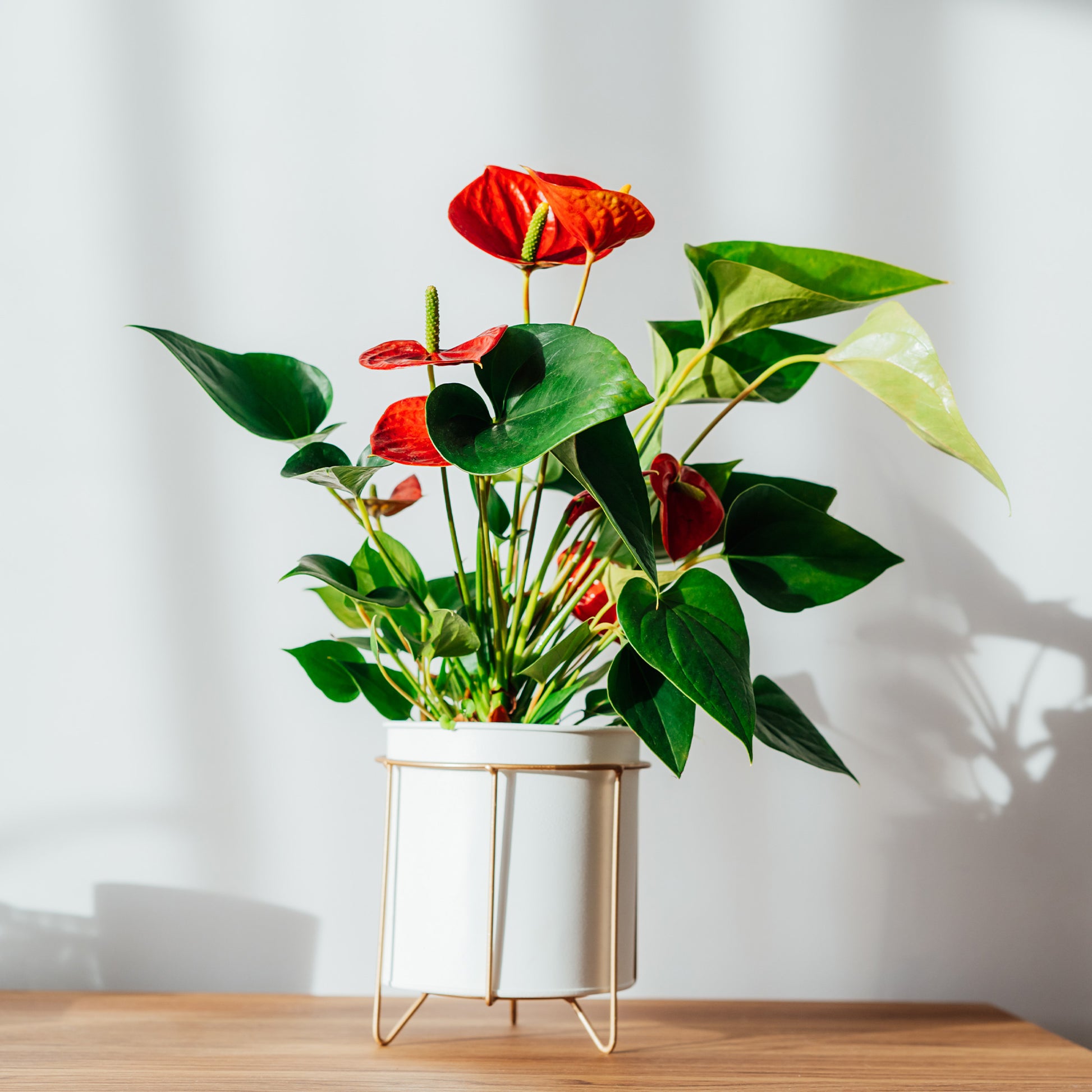 Rote Flamingoblume / Anthurium red - Bakker