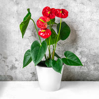 Rote Flamingoblume / Anthurium red - Anthurium Royal Champion - Bakker
