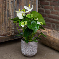Weiße Flamingoblume /Anthurium white - Bakker