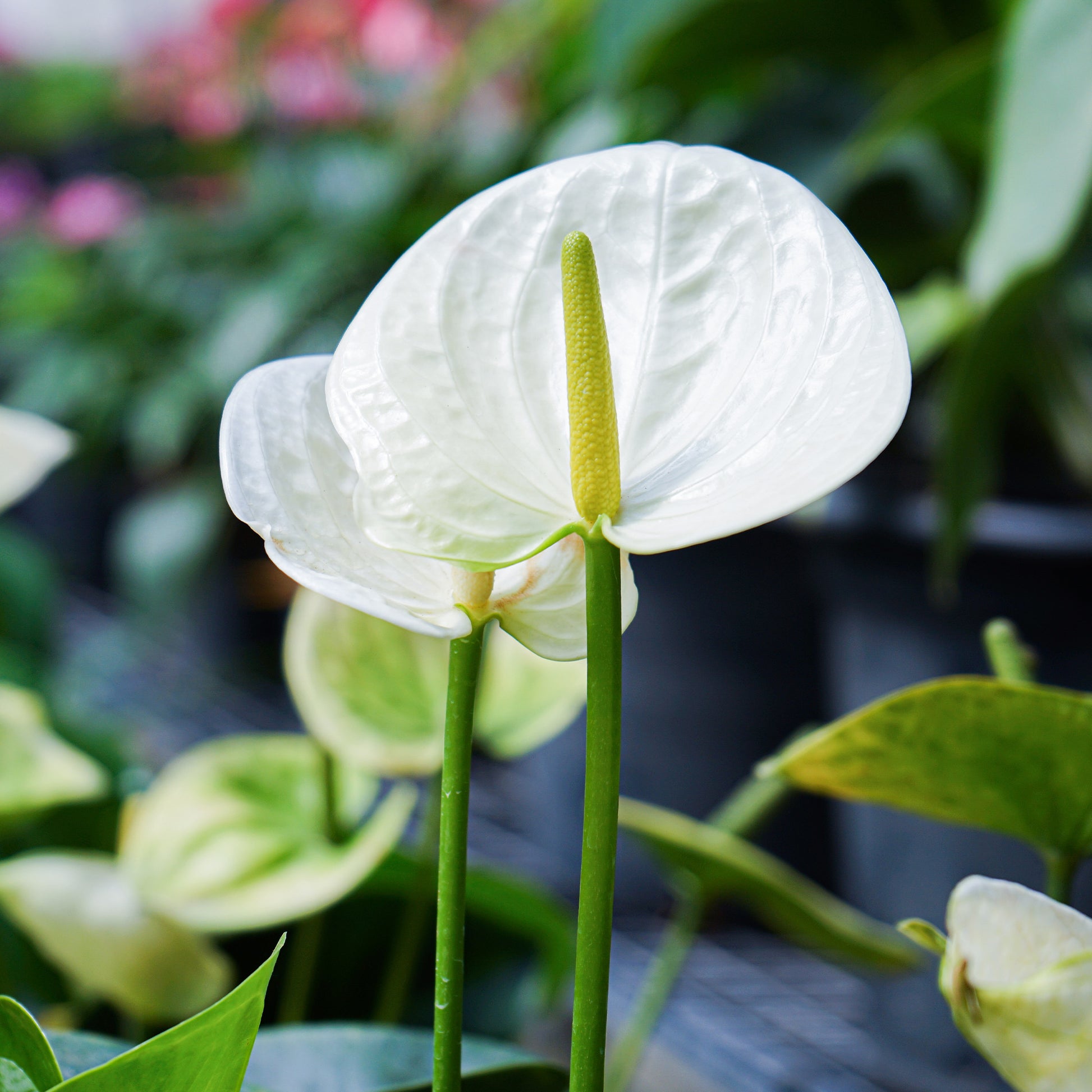 Weiße Flamingoblume /Anthurium white - Anthurium white - Bakker