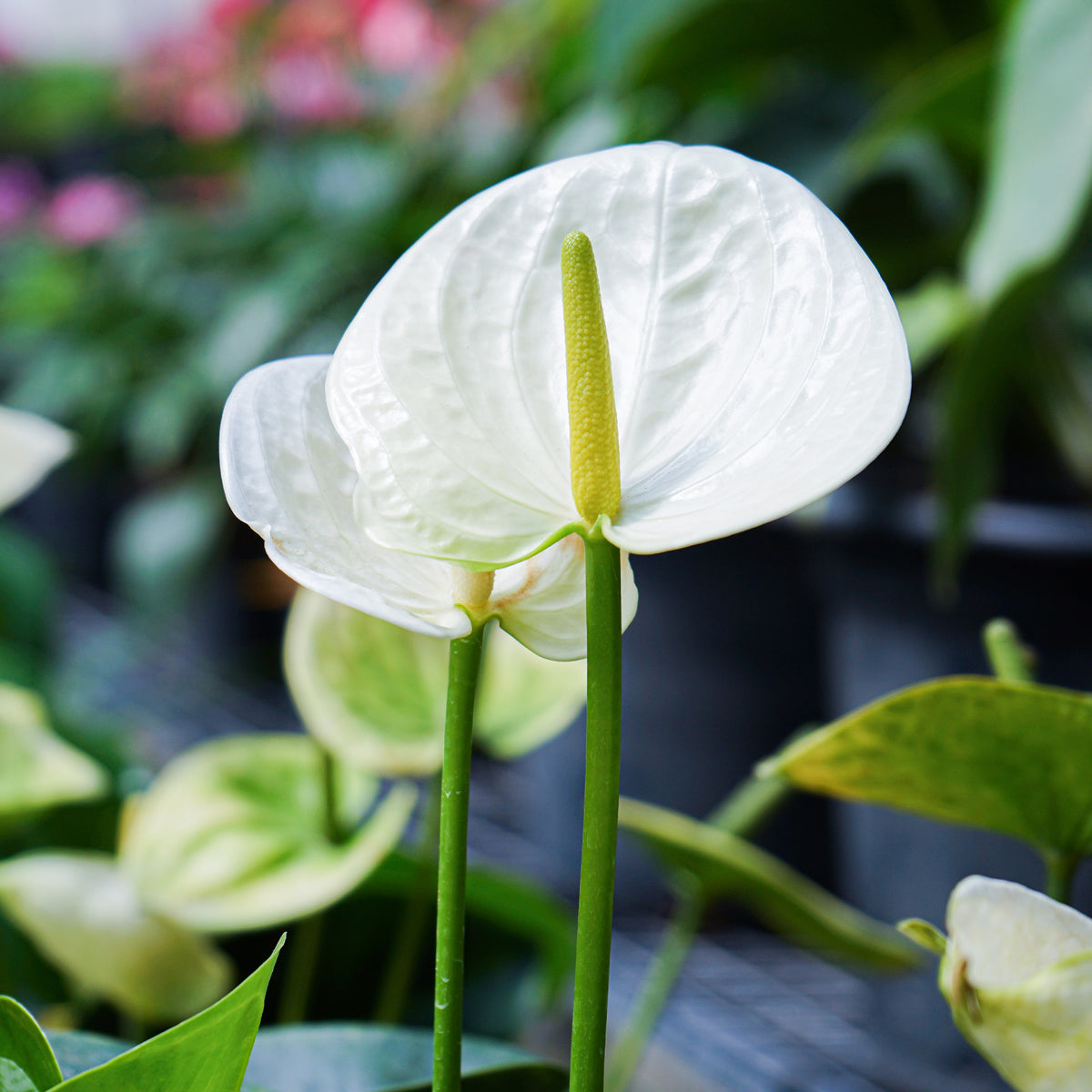 Weiße Flamingoblume /Anthurium white - Anthurium White Champion - Bakker