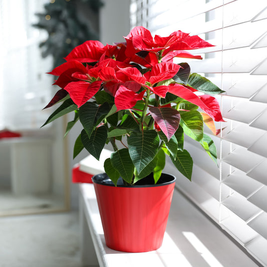 Rote Poinsettia - Bakker