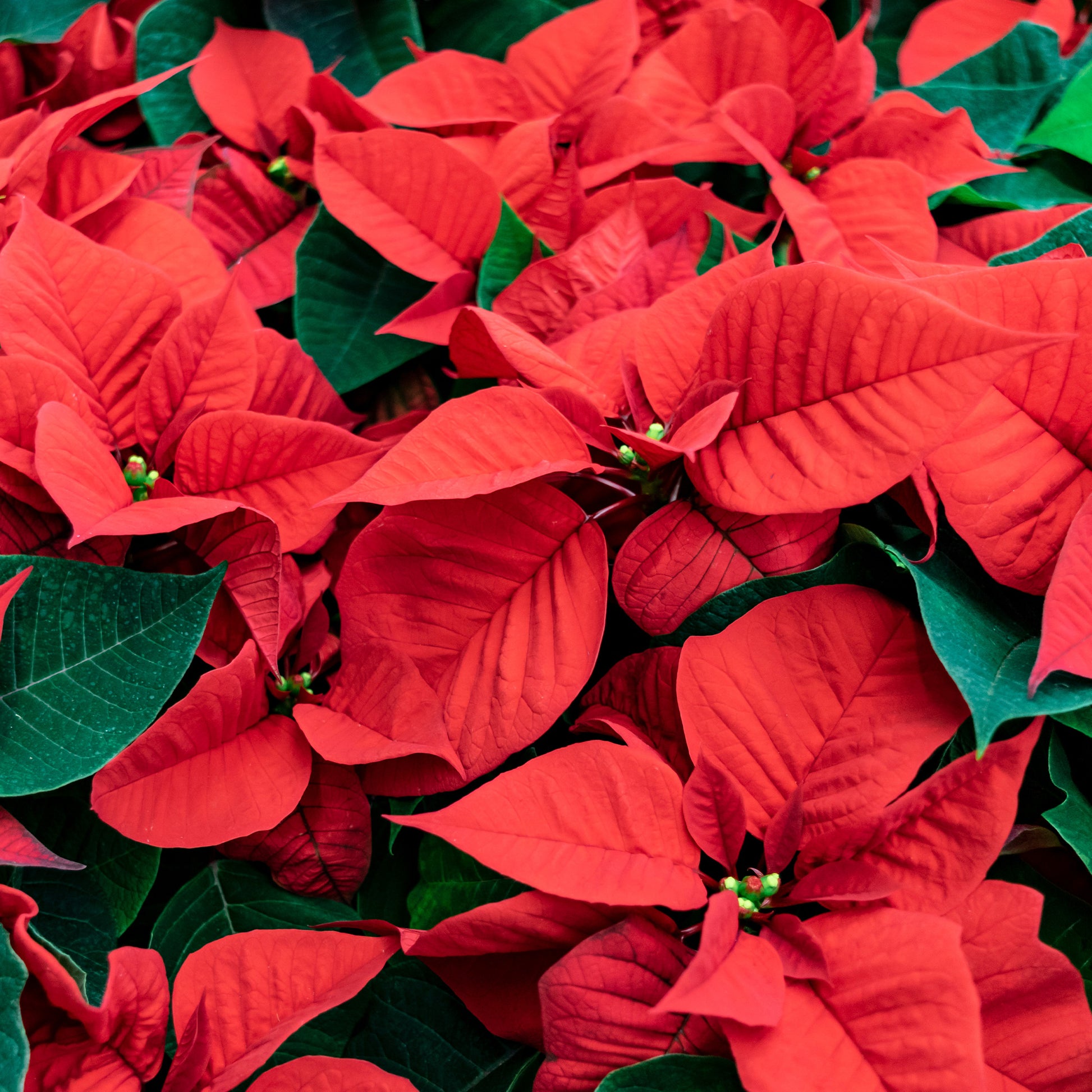 Rote Poinsettia - Poinsettia red - Bakker