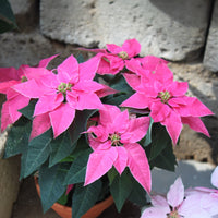Euphorbia pulcherrima - Rosa Poinsettia - Blühende Zimmerpflanzen