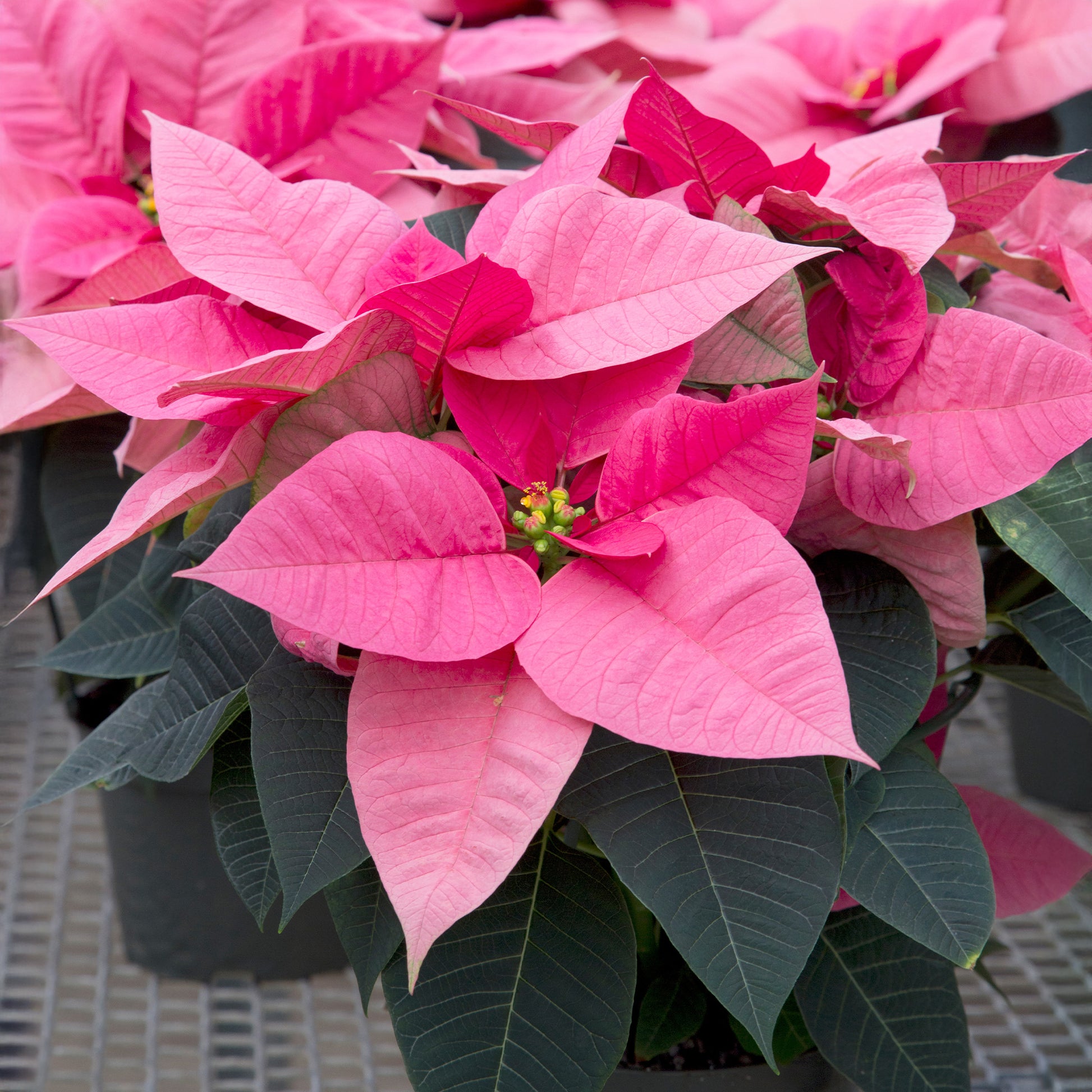 Rosa Poinsettia - Bakker