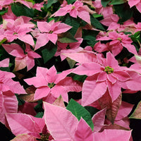Rosa Poinsettia - Euphorbia pulcherrima - Bakker